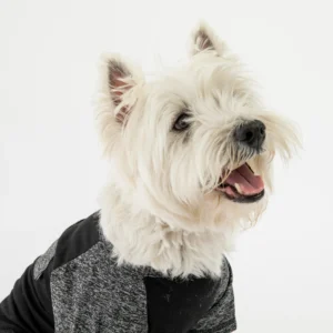 Urban Fit Dog Tee - Black
